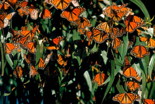 Monarch butterflies at Pismo Beac